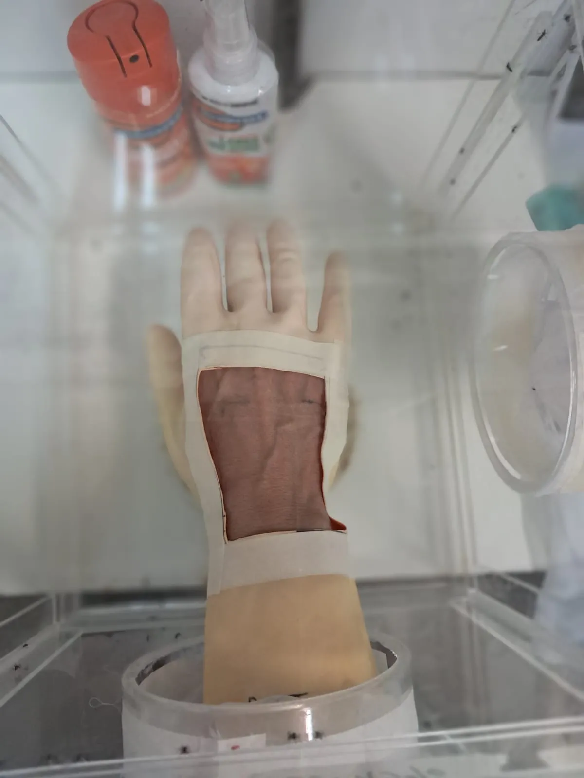 Ensayo arm-in-cage: mano con guante de látex que deja expuesta sólo el área tratada, dentro de la jaula con mosquitos