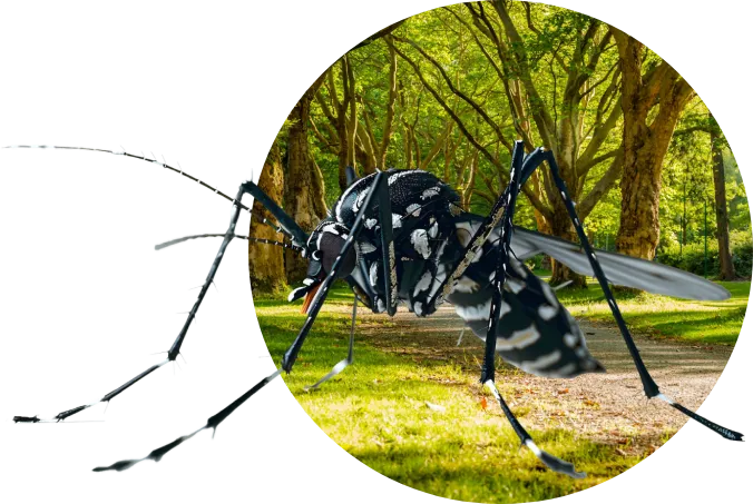 Ilustración de un mosquito Aedes aegypti