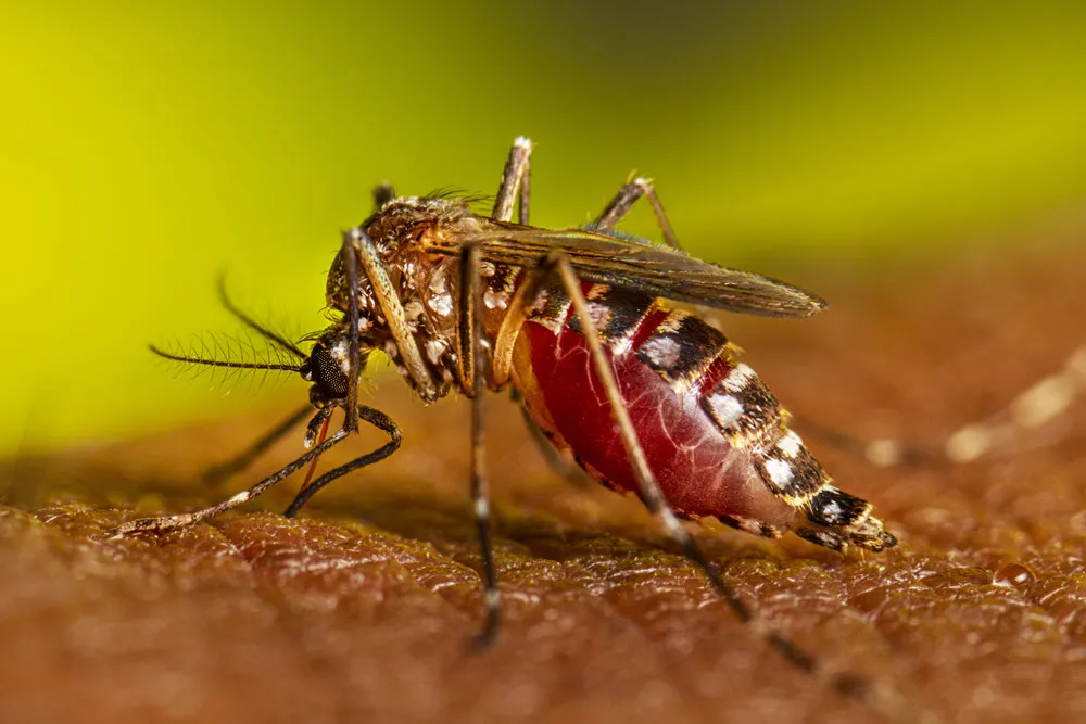 Ejemplar de mosquito Aedes aegypti, especie sobre la que se realizan los bioensayos