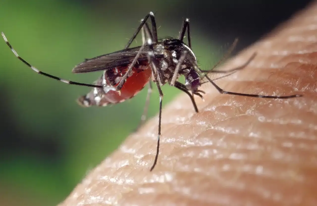 Mosquito hematófago alimentándose, imagen del estudio