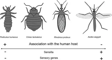 Resumen gráfico del estudio sobre herramientas sensoriales