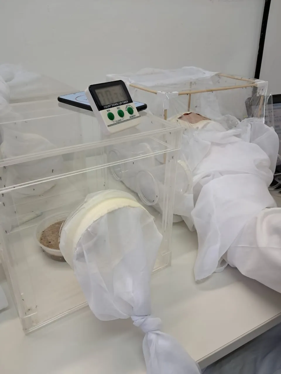 Ejemplar de triatomino en el laboratorio